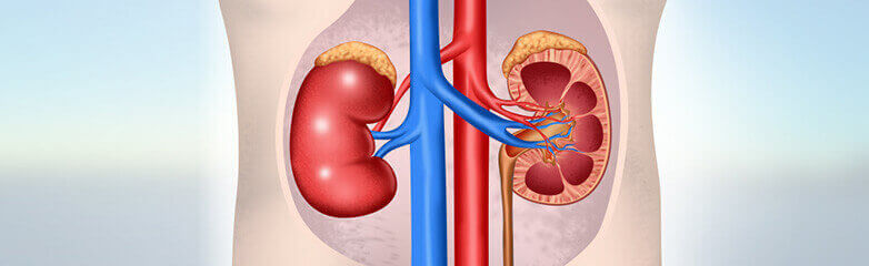 Nephrology